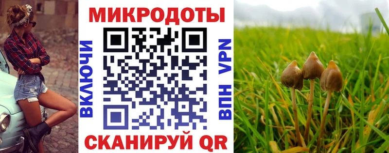 Псилоцибиновые грибы Cubensis как найти наркотики Новая Ладога